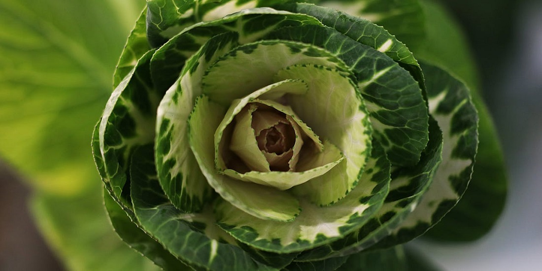 Zelena biljka sa slojevima